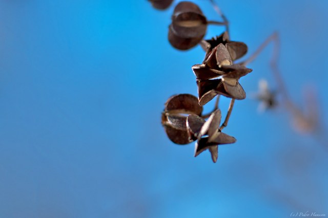 5 hearts, in winter-time