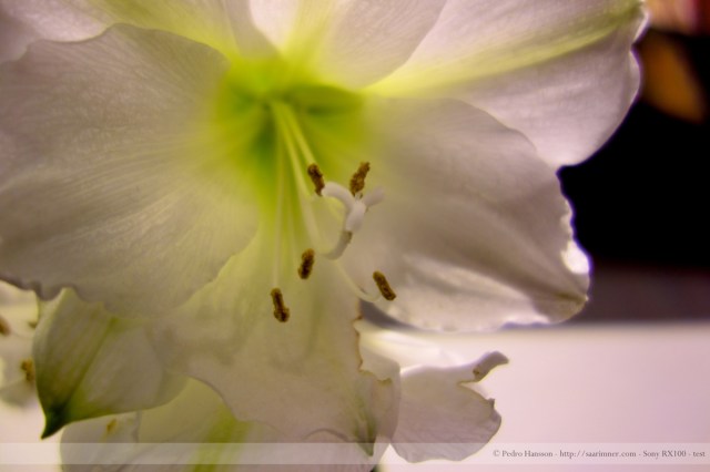 © Pedro Hansson - Sony RX-100 - Test picture Makro, slightly edited with enhanced exposure - http://www.facebook.com/saarimner