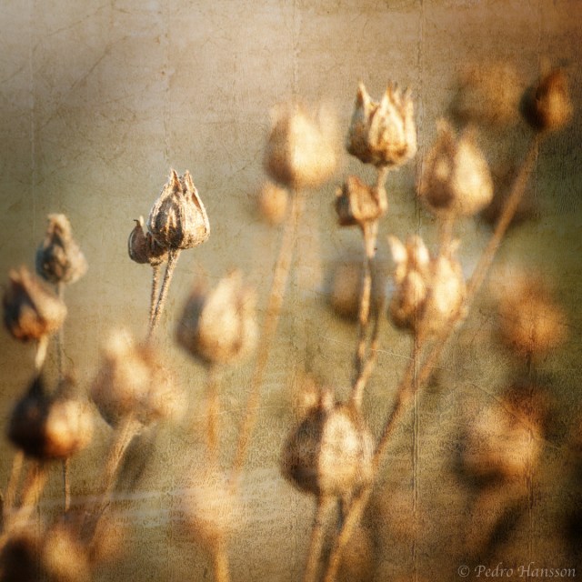 © Pedro Hansson - Winter Flowers