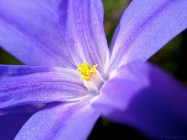 © Pedro Hansson - Flower