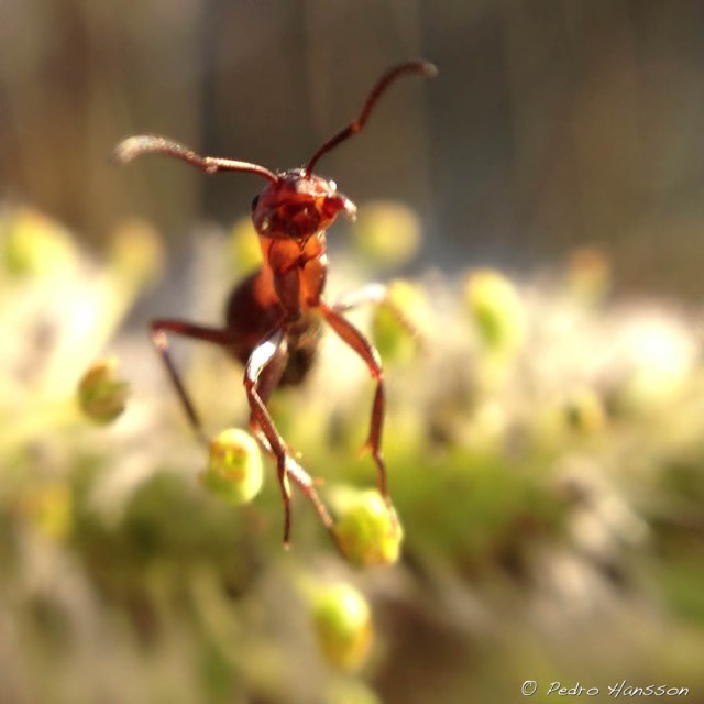 © Pedro Hansson - Ant - iPhone Macro photo taken with Olloclip