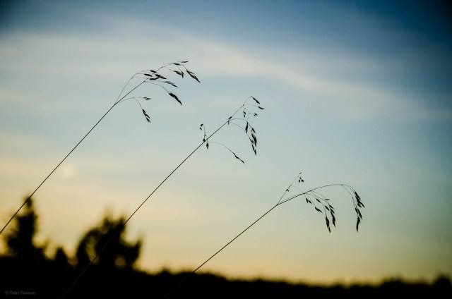© Pedro Hansson - Autumn Sunset