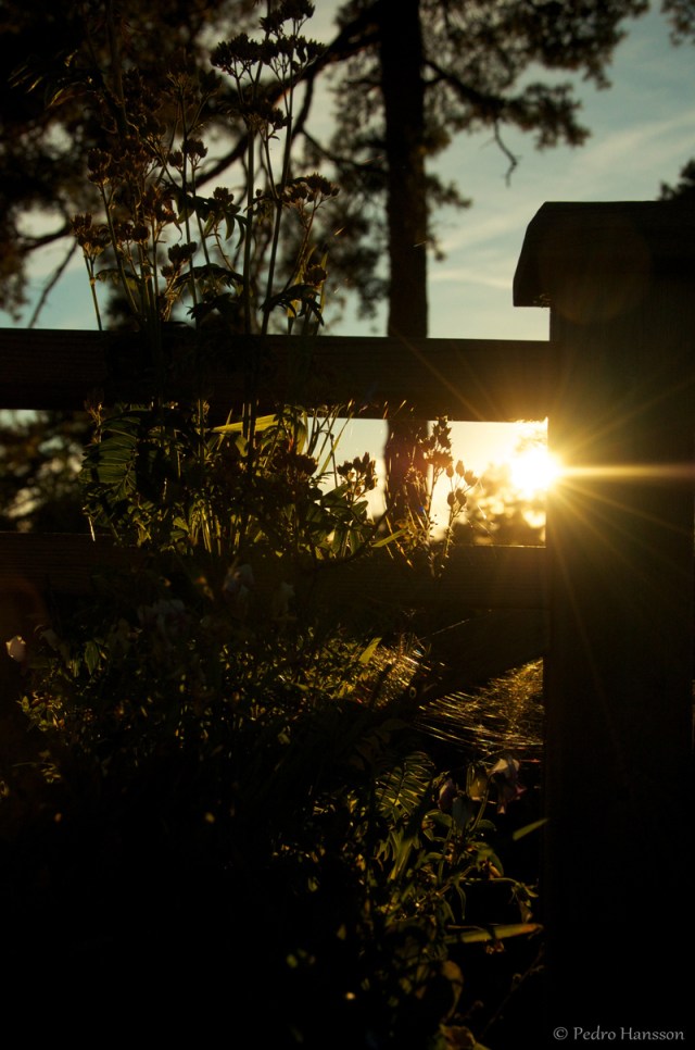 © Pedro Hansson - Sunset, Summer in Sweden