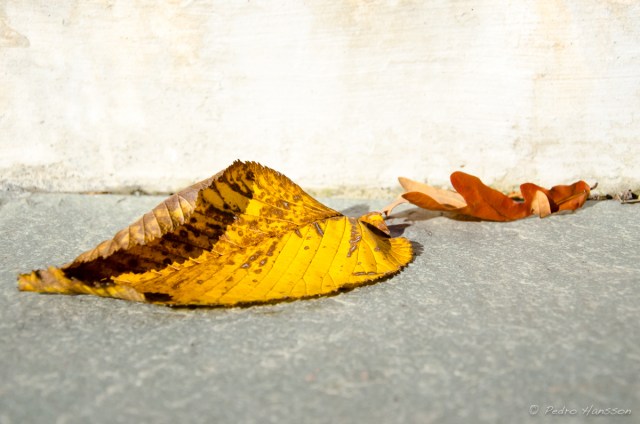 © Pedro Hansson - Ljusterö - Autumn