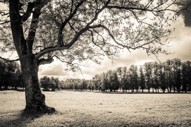 © Pedro Hansson - Autumn, Structure Rather Than Colors