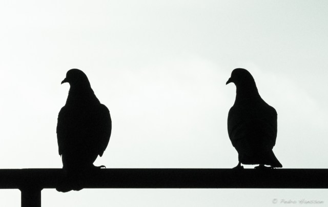 © Pedro Hansson - Birds in a Garage