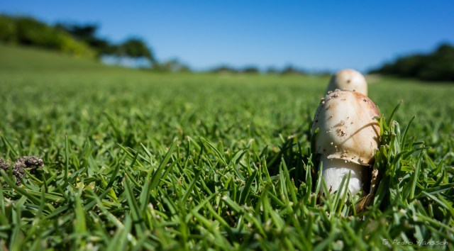 © Pedro Hansson - Hole 12 - Corales