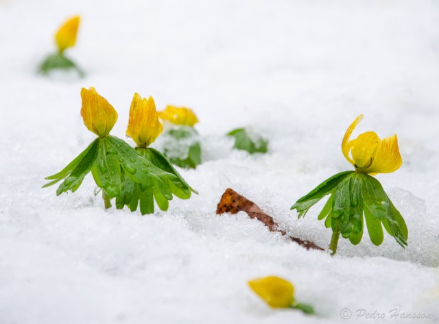 © Pedro Hansson - Flowers fighting in snow